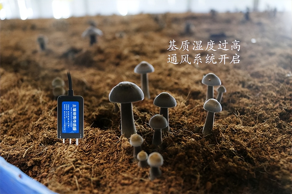 菌菇種植智能監(jiān)控系統(tǒng)，菌茹通風系統(tǒng)