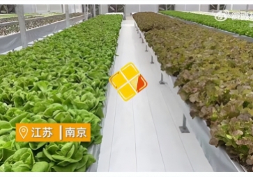 聚英智慧溫室控制系統(tǒng)，建設植物工廠，一年多茬
