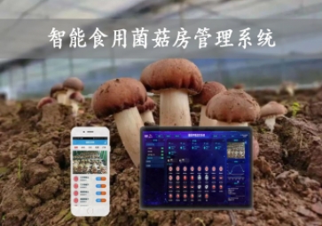  智能食用菌菇房管理系統(tǒng)，物聯(lián)網(wǎng)方案應(yīng)用，打造菌菇種植工廠