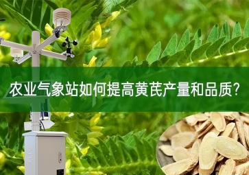 農(nóng)業(yè)氣象站如何提高黃芪產(chǎn)量和品質(zhì)？
