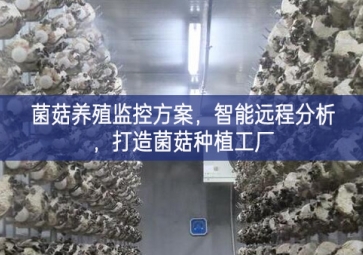 「智慧養(yǎng)殖」菌菇養(yǎng)殖監(jiān)控方案，智能遠(yuǎn)程分析，打造菌菇種植工廠